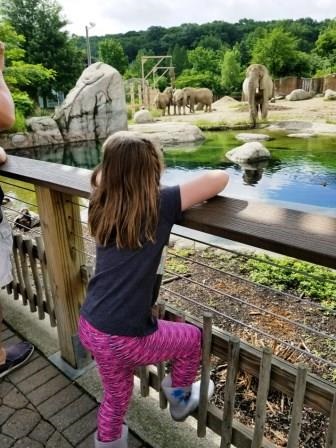 Miller’s Summer Family Picnic Cleveland Zoo
